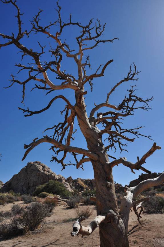 Nem todas as árvores resistem ao clima desértico do Joshua Tree National Park, região de Pioneertown, na Califórnia - Estados Unidos